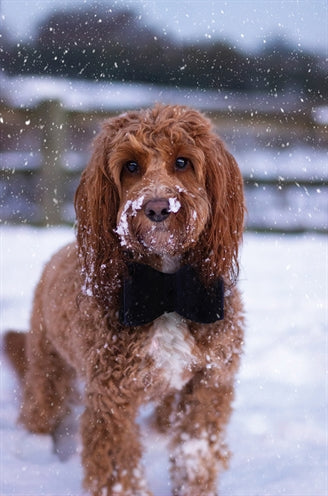 Cupid & Comet Luxury Vlinderstrik Fluweel Blauw